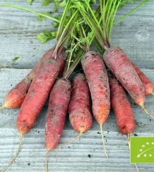 Sárgarépa Rouge Sang Bio B-S