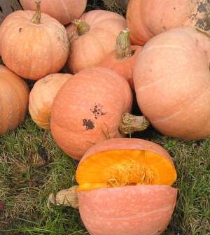 Amish Pie Sütőtök B-S