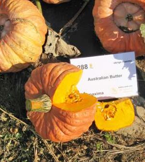 Australian Butter Sütőtök  B-S