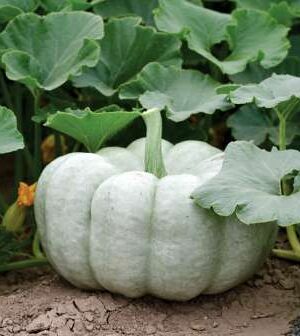 Blue Doll F1 Sütőtök B-S