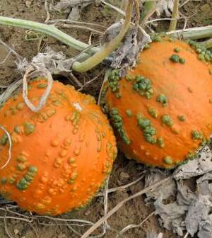 Goosebumps F1 B-s Dekortök