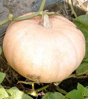 Jaune Gros de Paris B-S Sütőtök