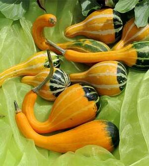 Kelle bicolor Dekortök B-S