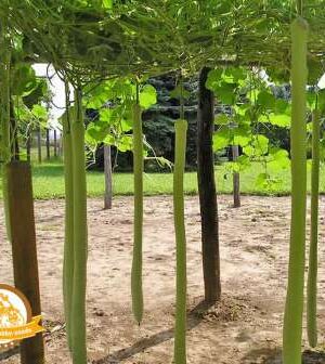 Kikinda C.S B-S Dekortök