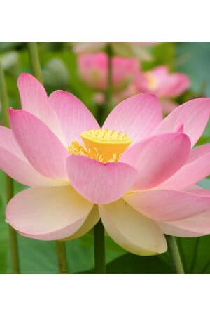 Indiai Lótusz Rózsaszín