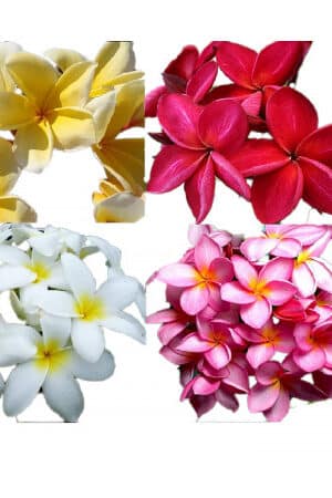 Plumeria Frangipani mix
