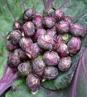 Kelbimbó Red Ball B-S