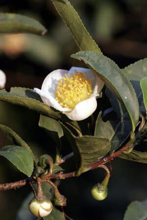 Tea cserje mag camelia sinensis