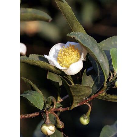 Tea cserje mag camelia sinensis