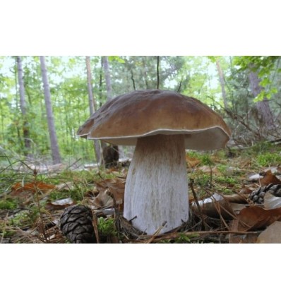 . Mycelium Nyírfa vargánya 10 gr SL - Image 2