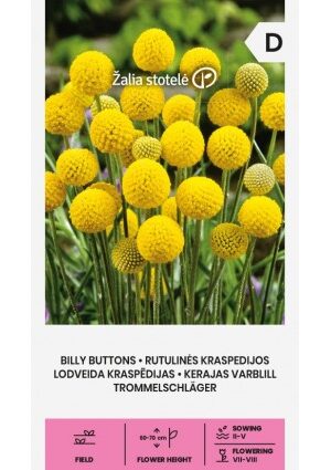 Dobverő virág Billy Buttons Z.S SL