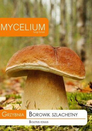 .  Mycelium Vargánya Boletus Edulis 10 gr SL