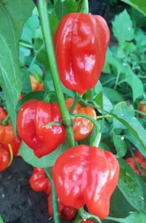 Habanero Aji Umba Red (Adjuma) SCh