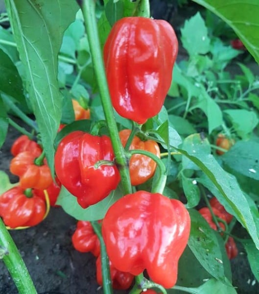 Habanero Aji Umba Red (Adjuma) SCh