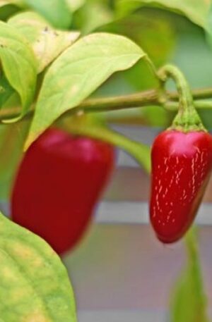 Jalapeno Craig Grande