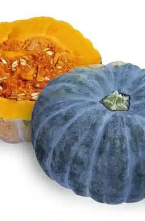 Amanda F1 Sütőtök Non-SP