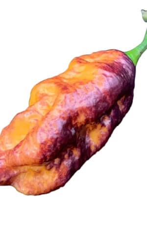 Pink Tigers x Peath Bhut