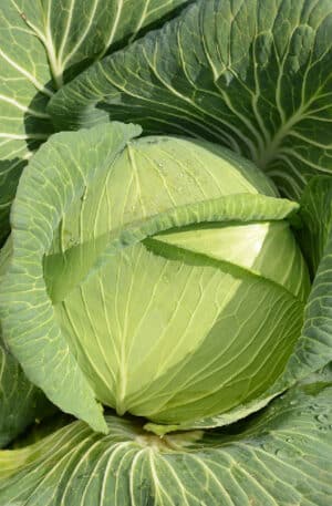 Káposzta Platoon F1