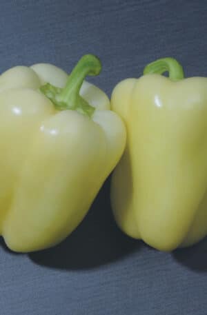 Silver Star F1 Non-Sp