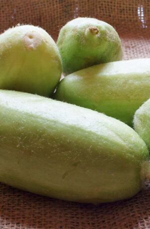 Uborka Carosello Barese Uborka dinnye B-S