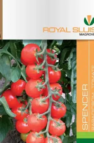 Paradicsom Spencer Royal 3