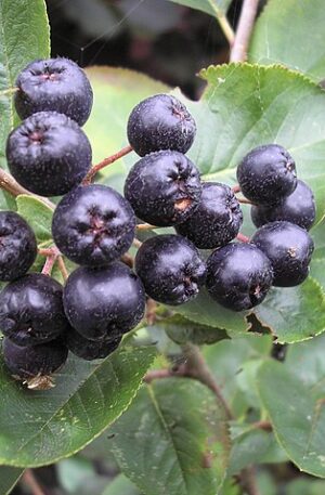 Fekete törpe berkenye SCh