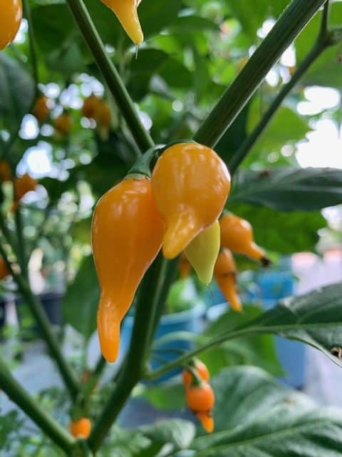 . Biquinho Yellow 1+1 Akció