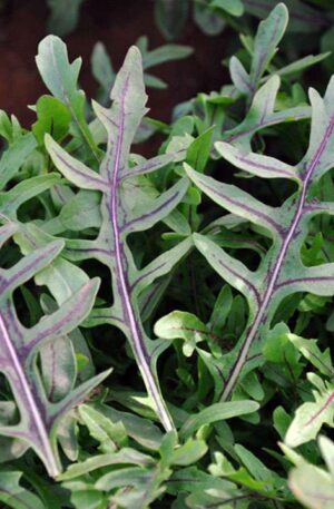 Vad rukkola Dragons Fire B-S