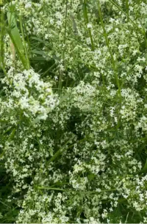 Fehér álló galaj SCh