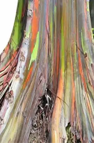 Eukaliptusz pauciflora SCh