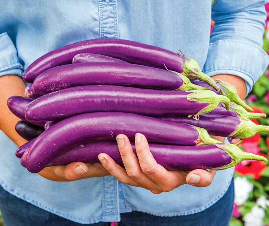 Padlizsán Violet Knight F1 B-S