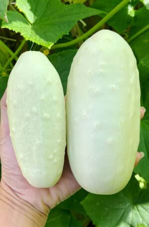 Uborka White Wonder B-S