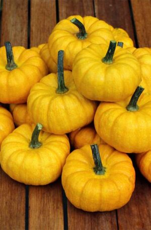 Sütőtök Yellow Jacket F1 PMT B-S