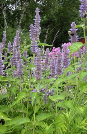 Ánizsos izsóp (mexikói menta) B-S