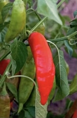 . Aji Colorado 1+1 Akció