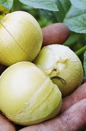 Mexikói földicseresznye Tomatillo Amarylla B-S