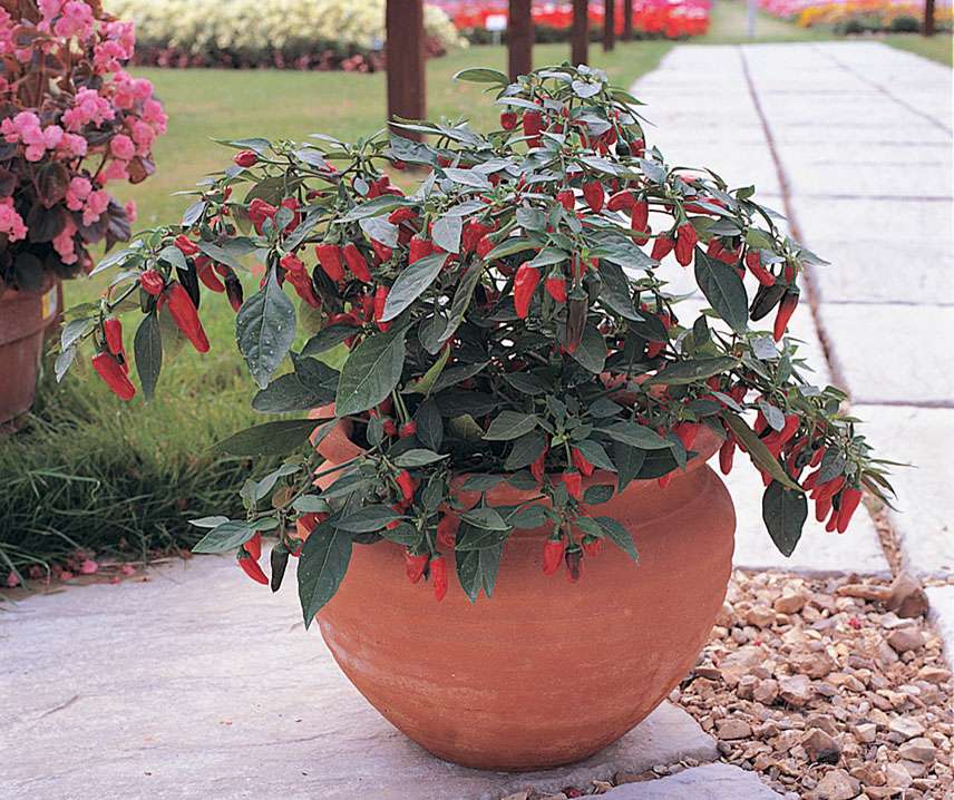 Paprika Apache F1 B-S