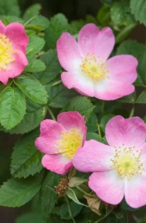 Rozsdaszínű rózsa SCh