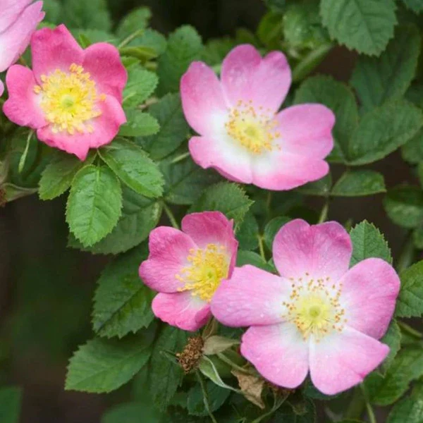 Rozsdaszínű rózsa SCh