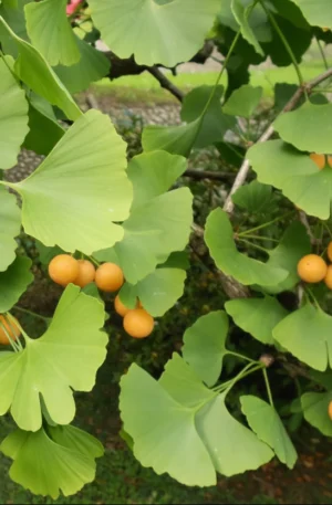 Ginkgo biloba Páfrányfenyő SCh