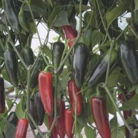 Jalapeno Aldama F1 R-S