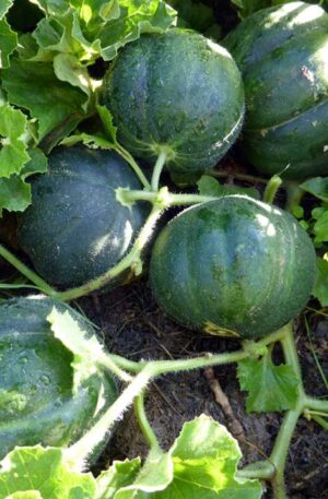 Sárgadinnye Petit Gris de Rennes B-S