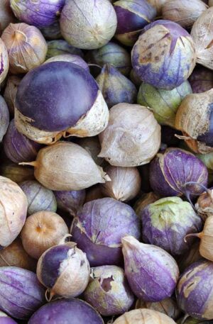 Mexikói földicseresznye Purple B-S