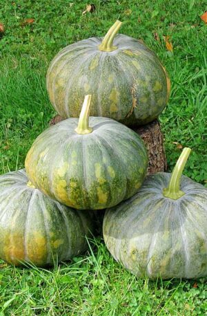 Sütőtök Yualing F1 B-S