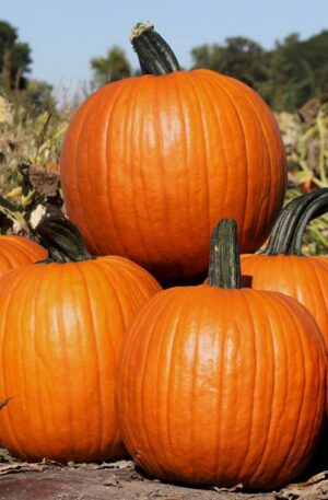 Tök Zeus F1 PMT Halloween tök B-S