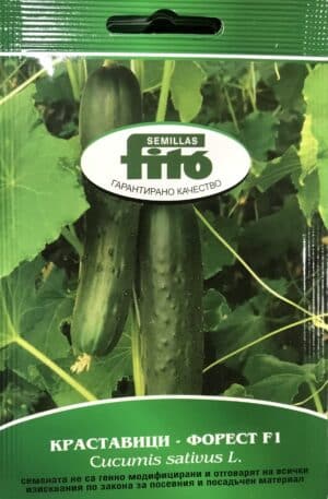 Uborka Forest F1 Sakata