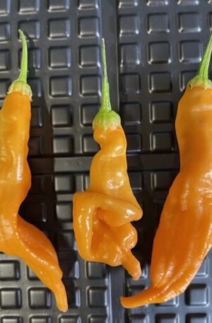 . Aji Mango Long Pointy