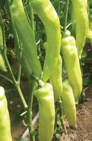 Laki Star F1 Paprika Non S-P