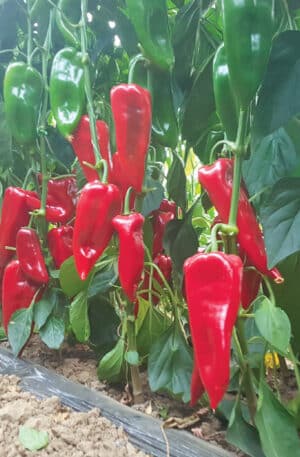 Redpia F1 Kápia Paprika Non S-P