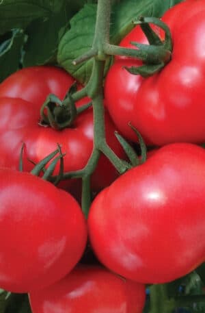 Pink Lord F1 Paradicsom Non S-P